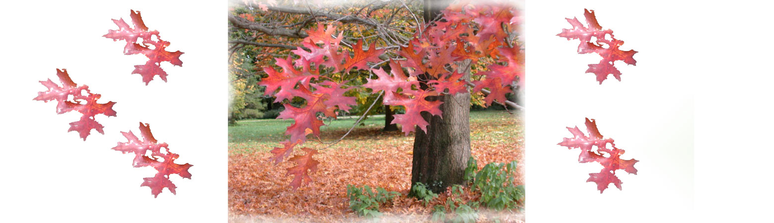 Image of an Oak tree during the fall season - SOURIAVELOO is made of Oak wood